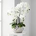Dahlia Studios White Phalaenopsis 23