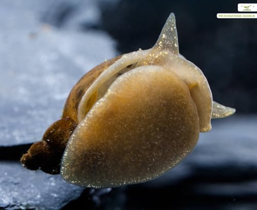 NatureHolic Yoda Schnecke Radix balthica 5 Stück - Schlammschnecke für Aquarium und Teich - effektive Algenfresser Schnecke - auch für Garnelenbecken geeignet