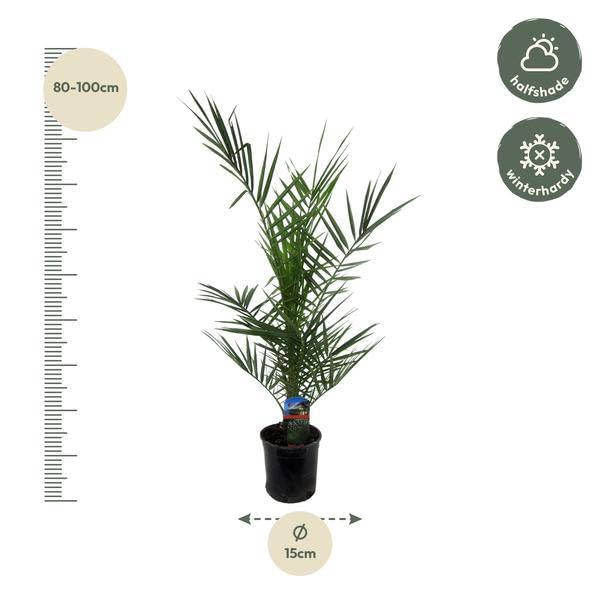 Phoenix Canariensis – kanaryjska palma daktylowa – egzotyczna roślina pokojowa i doniczkowa – palma do ogrodu, na taras i do mieszkania – Ø 15 cm – 80 cm