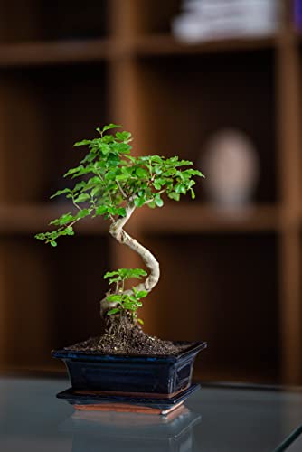 Bonsai Ligustrum ca. 8 Jahre - Image 3