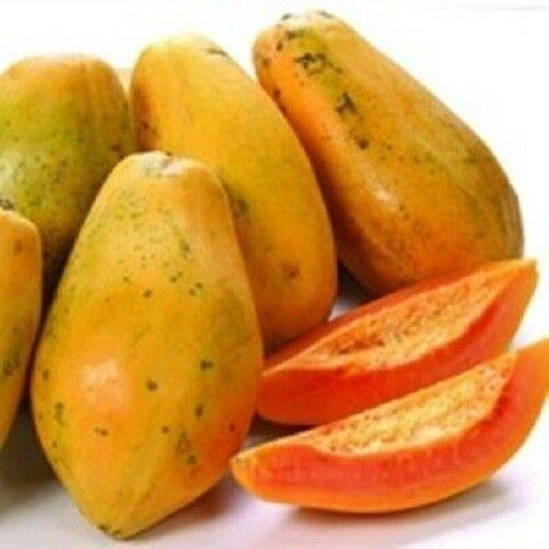 HANO 40 Seeds : USA Organic Red Lady Papaya 20-160 Seeds