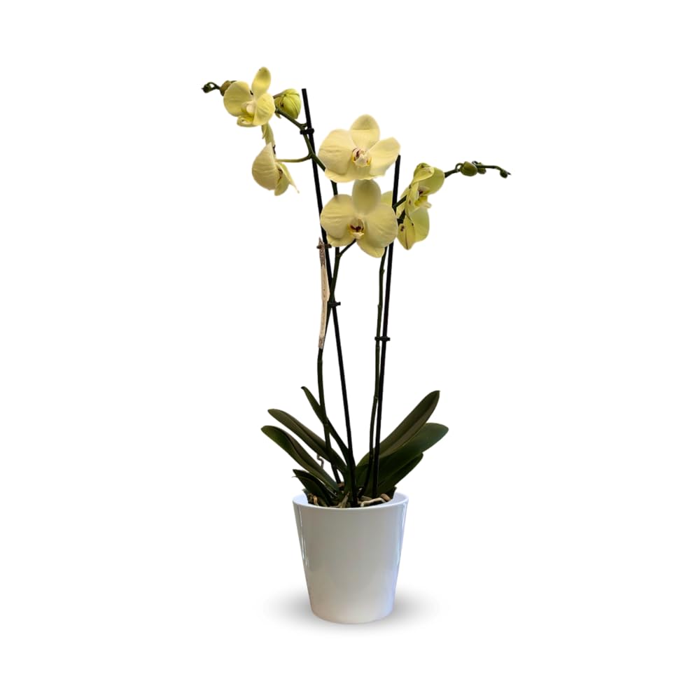 Attitude Jardin - Orchidée jaune - double branche - phalaenopsis - 60-70 cm - ⌀ 12 cm - cache pot en céramique blanc