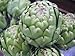 Imperial Star Artichoke Seeds - 25+ Per Packet