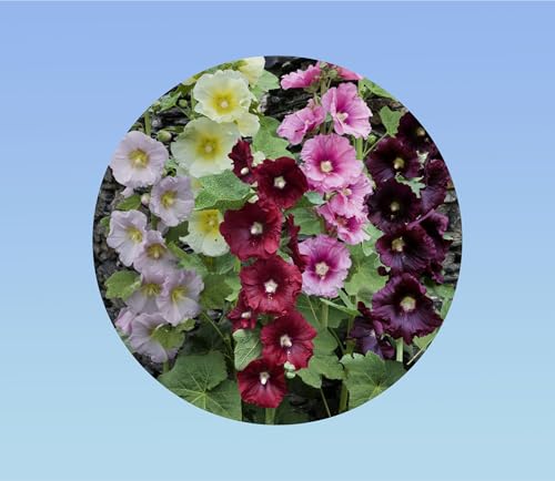 200 graines de Rose Tremiere mixtes - Alcea rosea - vivace - - fleurs simple - en mélange -rose Violet Jaune Blanc