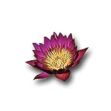 Live Aquatic Plant Dark Red Nymphaea Water Lilies Tuber for Aquarium Freshwater Fish Pond by greenpro