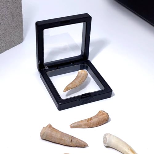 Image of Moroccan Marine Spear Toothed Fish Teeth, Shark Teeth Fossils, paleontological Fossils, Geological Science Popularization Teaching specimens(with Box)