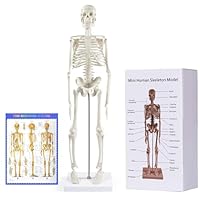 Menschliches Skelett Modell für Anatomie, 45 cm großes kleines menschliches Skelettmodell mit beweglichen Armen und Beinen, wissenschaftliches Modell für Studium