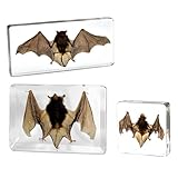 Taxidermy Bat, Real Insect Bat Specimens, Preserved Bats in Resin for Closer-Look & Study, Science Classroom Education, for Home Office Display Decor Ornament, Unique Gift (3pcs of M, L, XL Sizes)