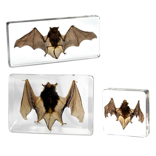 Image of Taxidermy Bat, Real Insect Bat Specimens in Resin for Closer-Look & Study in Safe Healthy Manner, Novelty Fun & Educational for Classroom Teaching, Home Office Decor (M: 3.0x3.0x1.0-inch)