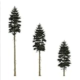 KVITER 20 Seeds Douglas FIR Tree Abies Pseudotsuga Menziesii Christmas Tree Blue Pine Seeds - Tree O