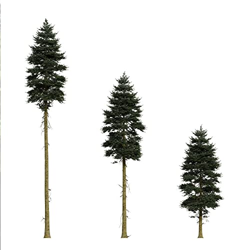 Kviter 20 Seeds Douglas Fir Tree Abies Pseudotsuga Menziesii Christmas Tree Blue Pine Seeds - Tree Organic Seeds For Planting - Organic Fresh Seeds For Home And Garden #TOP13