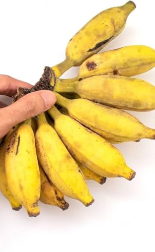 Image of Indian Kathali Banana Plant | Big Size Live Fruit Plant | Sweet & Aromatic Banana Variety | Healthy Plant for Home Garden & Terrace Gardening | Pack of 1