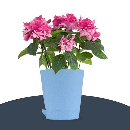 Image of Kuber Industries Pack of 6 Flower Pot | Flower Pot for Living Room-Office | Planters for Home-office-Lawns & Garden D�cor | Self Watering Flower Planters Pots | Marble Titan | 4 Inch | Blue & White