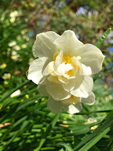 30 Bulbs of Daffodil (White Cheerfulness) Includes Postage