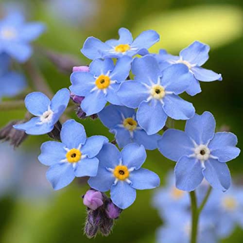 Forget-me-not, a Great Live Pond Plant for Your Water Garden. Filters koi and Goldfish Ponds. Good for Bogs, Plant Shelf or Shallow Water This marginal Aquatic is a Real Beauty