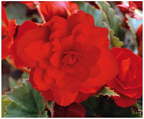 PREMIER SEEDS DIRECT - Begonia Tuberous - Illumination - Scarlet F1-12 PELLETS