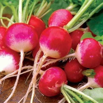 GREEN WORLD RADISH TONDO HALF RED/MULI ROUND SEEDS FOR KITCHEN GARDENING (10 SEEDS) (B09KCJ5F9H) Amazon Price History, Amazon Price Tracker