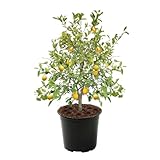 Dwarf Meyer Lemon Tree Live Plant 2 to 3 Feet, Meyer Lemon Bush Plant Potted for Planting Outdoor, Can Not Ship to CA