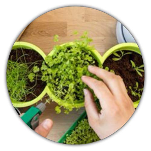 Kräuterpaket mit 6 Kräutern/Liebstöckel (Maggikraut), Koriander, Schnittlauch, Kresse, Dill & Petersilie/ca. 350 Samen/Ideal für die Fensterbank/der eigene Kräutergarten/Kräutertöpfe/Küche Cover