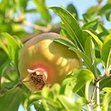20 piezas de semillas resistentes de granado - comprar árboles frutales planta de interior granada, punica granatum, árbol bonsai regalos de agradecimiento techo pequeño fruta verde