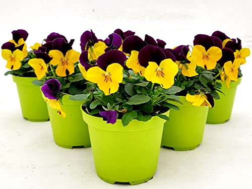 POWERS TO FLOWERS - VIOLE DEL PENSIERO, VIOLA A FIORE PICCOLO VIOLA/GIALLO, 6 PIANTE, Vaso 10,5cm diametro, piante vere
