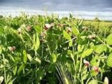 The Dirty Gardener Awesome Cover Crop Seed Mix - 5 Pounds