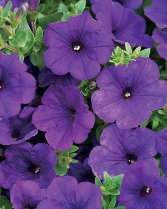 See full amazon price history chart for Green World PETUNIA GRANDIFLORA PURPLE FLOWER SEEDS FOR KITCHEN GARDENING (100 seeds) Green World PETUNIA GRANDIFLORA PURPLE FLOWER SEEDS FOR KITCHEN GARDENING (100 seeds) (B09KQS34RC) Amazon Price History, Amazon Price Tracker