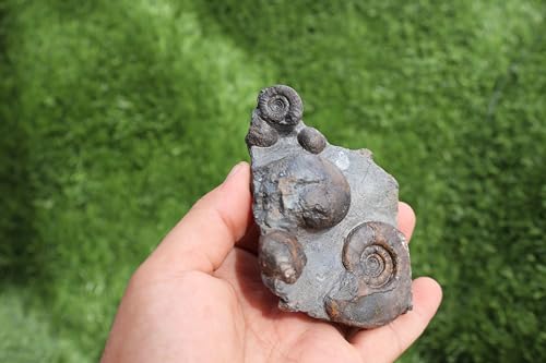 Image of Ammonite Fossil Natural Platyclymenia & Goniatites Plate Fossil Devonian Fossil from Morocco A59