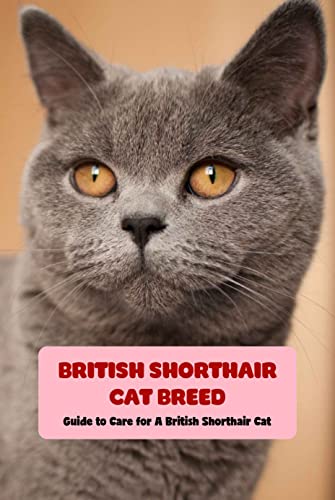 British Shorthair Cat Breed: Guide to Care for A British Shorthair Cat: British Shorthair Cat