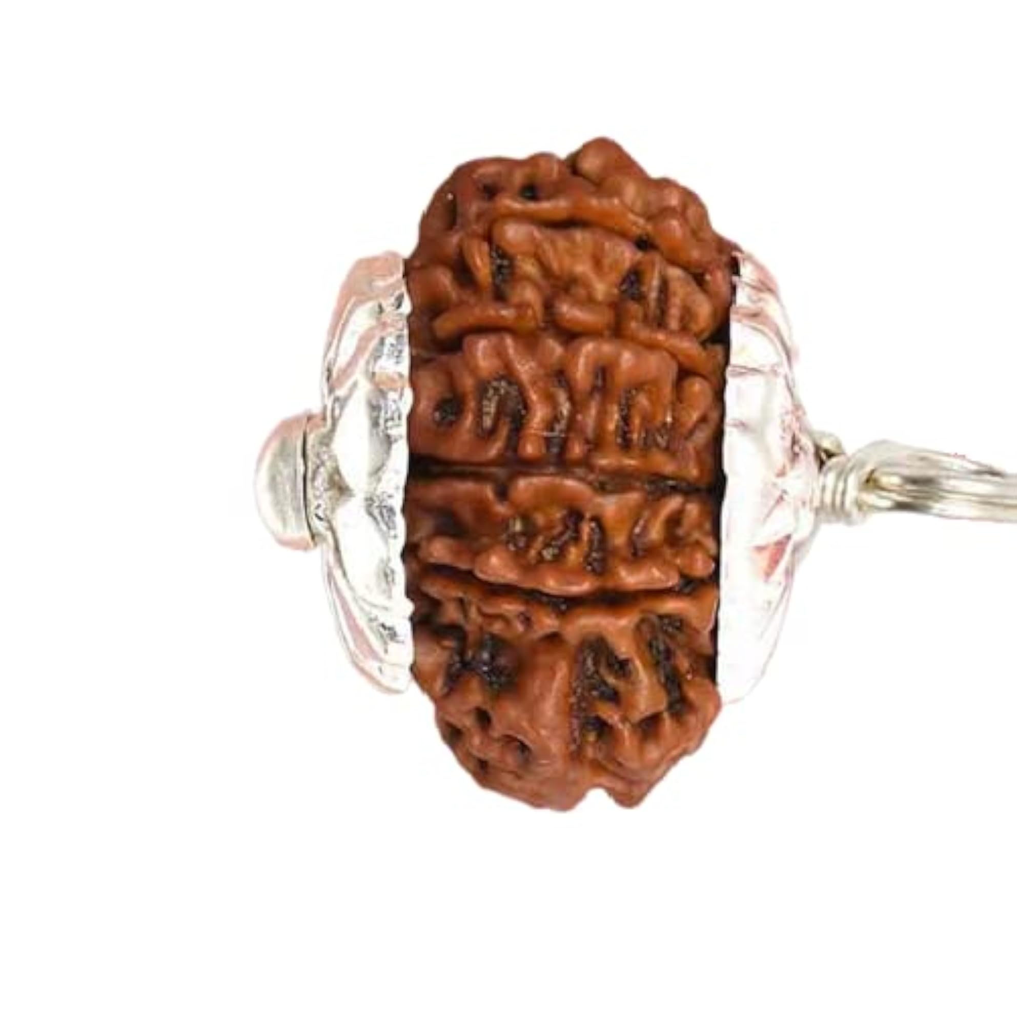 15 Mukhi Rudraksha Pendant with Silver Capping, Certified