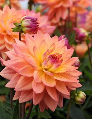 Radha Krishna Agriculture® Good Luck Plant Lucky Clover Draft Dahlia Flower Bulbs For Outdoor And Indoor Gardening Pack of 1 Bulbs (B0B3X92LK7) Amazon Price History, Amazon Price Tracker