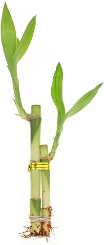 Miniatura 4 de Juego de diez arreglos de bambú de la suerte vivo, 2 tallos en macetas de cerámica cuadrada verde, plantas de casa en maceta de bambú de la suerte