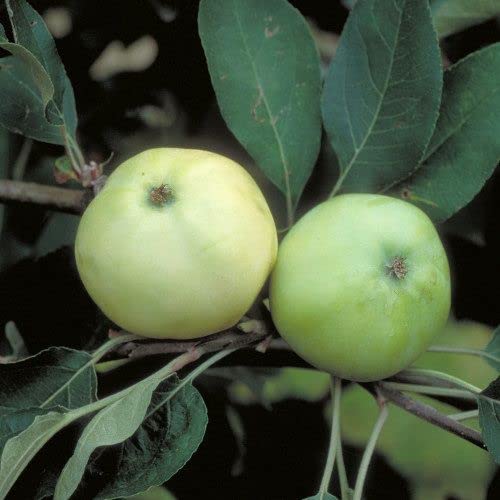 Weißer Klarapfel Apfelbaum 150 cm im 10 Liter Topf