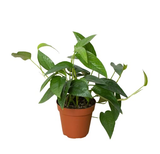House Plant Shop Cebu Blue