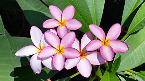 Mixed Colors-Plumeria Rubra Seeds -Frangipani (50 Seeds) #TOP3