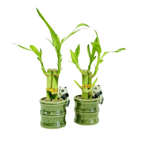 Coop & Harp Small Lucky Bamboo Live Indoor Plant with Ceramic Vase, Live Indoor Lucky Bamboo for...