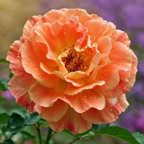 Rosa Naranja - Lote de 2 Plantas a Raíz Desnuda - Brillante, Perenne, Calidad Neerlandesa para Parterres y Terrazas