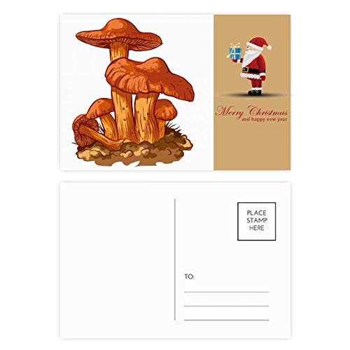 Cartes postales champignon orange lot de 20 pour correspondance