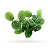 Aquarigram 50+ Leaves Water Spangles (+Mystery Plant) Salvinia Minima Aquarium Floating Plant by Aquarigram