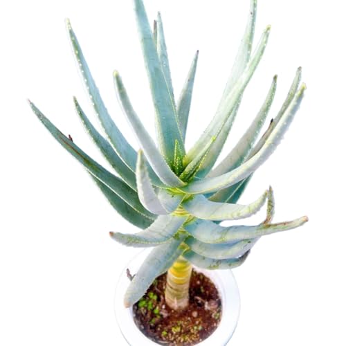 ドライガーデン 植物 多肉植物」の人気商品一覧 | 安い商品を通販