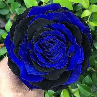 Kalash Nuevas 500 PC semillas color de rosa de flores para la jardinería azul negro