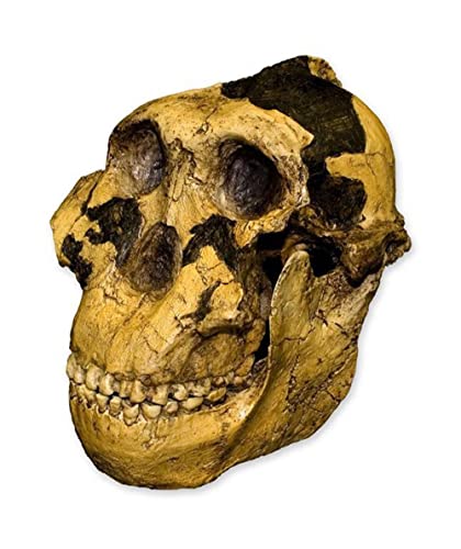 Zinjanthropus OH-5 Skull (Teaching Quality Recreation)