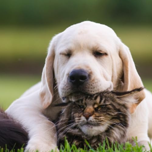 Cuidados com os pets na p&aacute;scoa