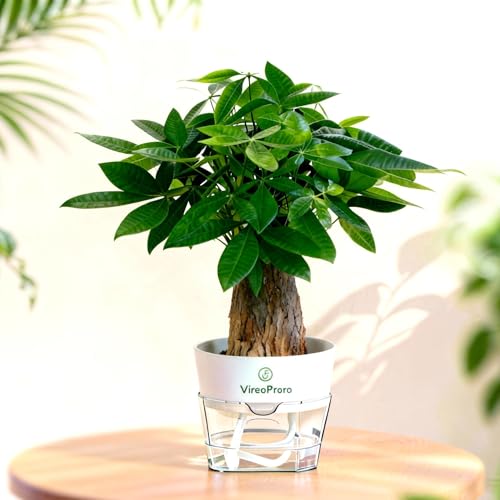 Water-Grown Money Tree Plant – 1 Pack | Thick Roots,