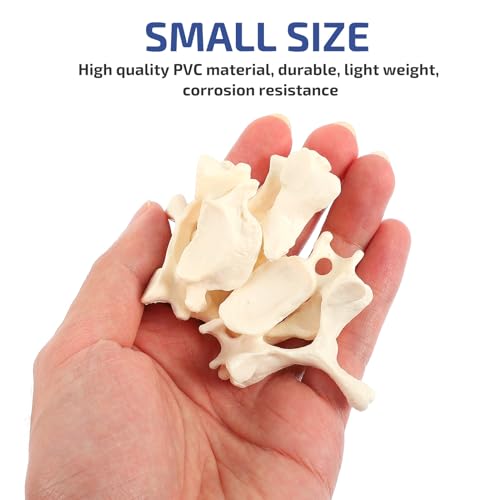 Image of Solustre Cervical Spine Model Life-Size Human Cervical Vertebrae Anatomical Model for Student Study Teaching Patient Education Anatomy Reference 2.95 X 1.65 X 0.98 in