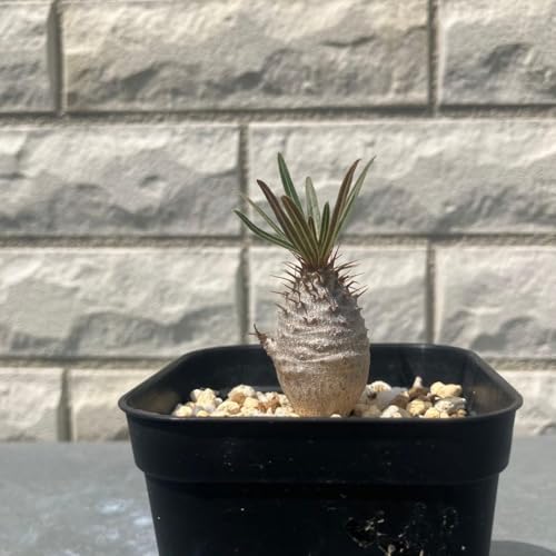 観葉植物 グラキリス パキポディウム 実生」の人気商品一覧 | 安い商品