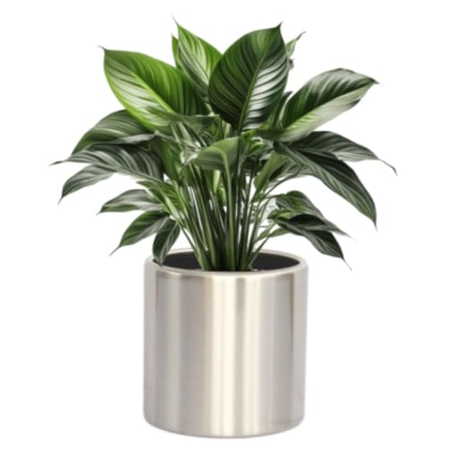 Image of Prime Stainless Steel Planter Pot | 45X45 Cms | Tree Pot | Matt Finish with External Clear Coated and Inner FRP Water Proofing Liner | 1 Pcs