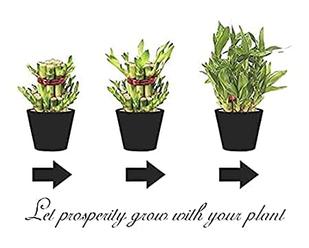Image of Natural Live Indoor Air Purifying Lucky Bamboo Plants with Decorative Pot for Living Room, Balcony, Office And Garden (3Inch Pot, Assorted Colour)