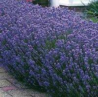 Daylily Nursery 4 Munstead Lavender Plants