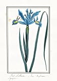  Iris Bulbeuse = Iris Xiphium - spanish iris Spanische Schwertlilie / Botanik botany / Blume flower / Pflanze plant